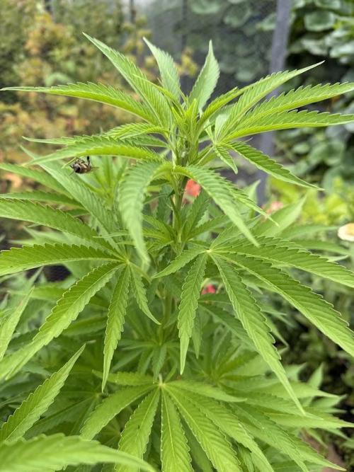 WoS - Amnesia Early Version Outdoor 2026. Week 15