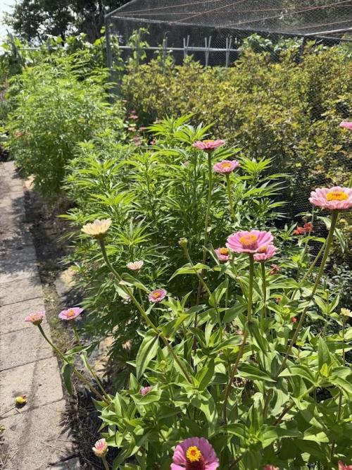 WoS - Amnesia Early Version Outdoor 2026. Week 15