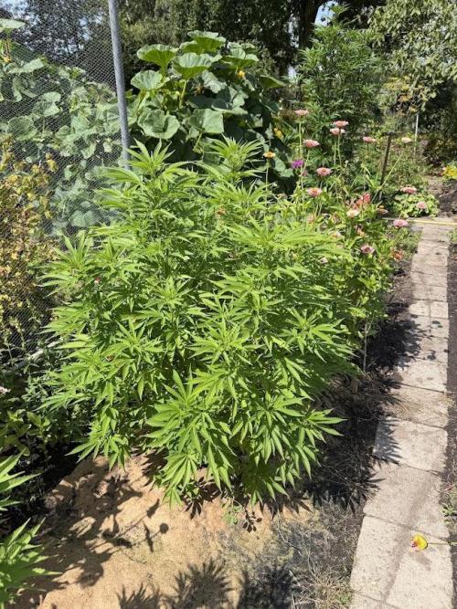 WoS - Amnesia Early Version Outdoor 2026. Week 15