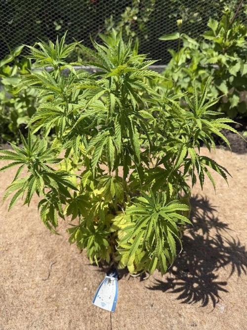 WoS - Appalachian Kush EV Outdoor 2026. Week 15