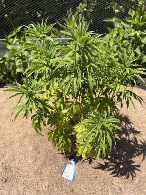 WoS - Appalachian Kush EV Outdoor 2026. Week 15