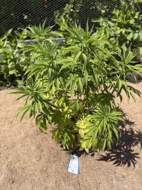 WoS - Appalachian Kush EV Outdoor 2026. Week 15