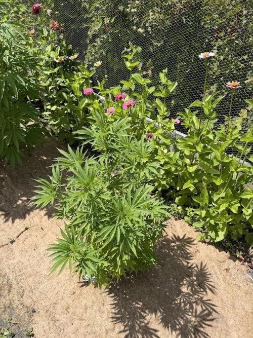 WoS - Appalachian Kush EV Outdoor 2026. Week 15