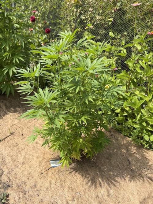 WoS - Appalachian Kush EV Outdoor 2026. Week 15