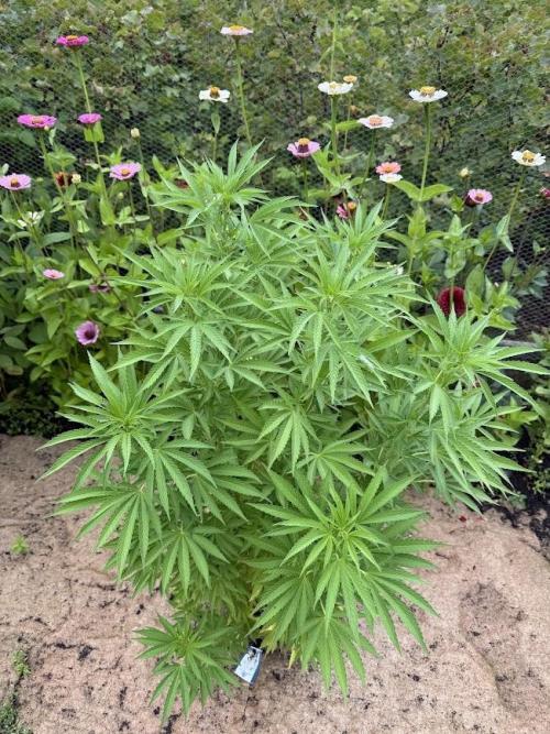 WoS - Appalachian Kush EV Outdoor 2026. Week 15