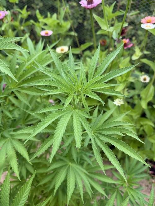 WoS - Appalachian Kush EV Outdoor 2026. Week 15