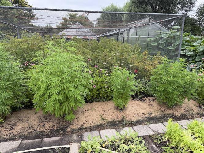 WoS - Appalachian Kush EV Outdoor 2026. Week 15