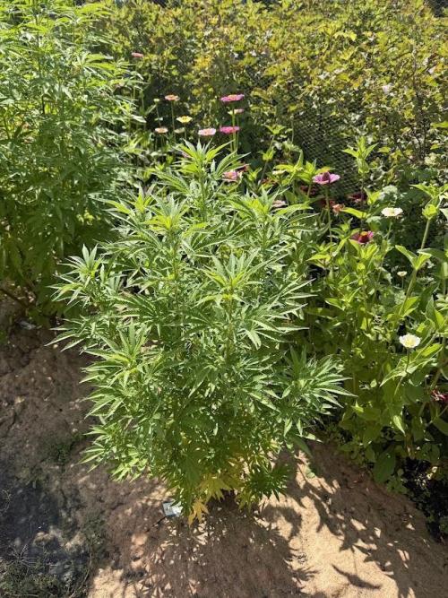 WoS - Appalachian Kush EV Outdoor 2026. Week 15