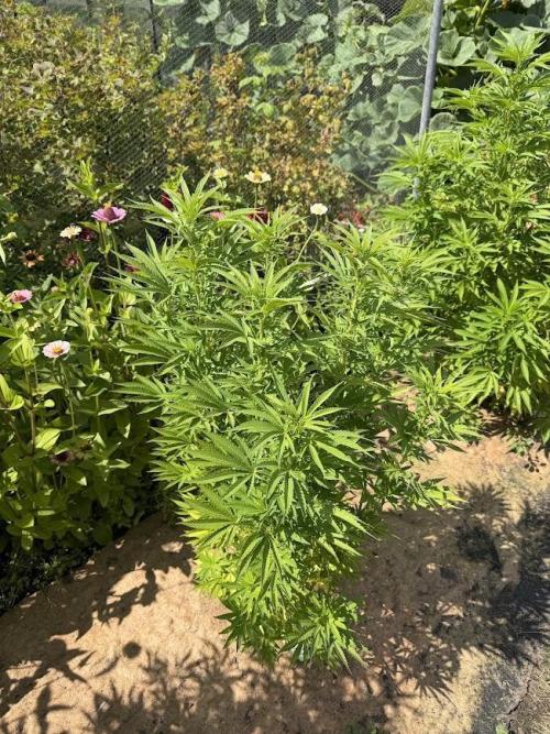 WoS - Appalachian Kush EV Outdoor 2026. Week 15