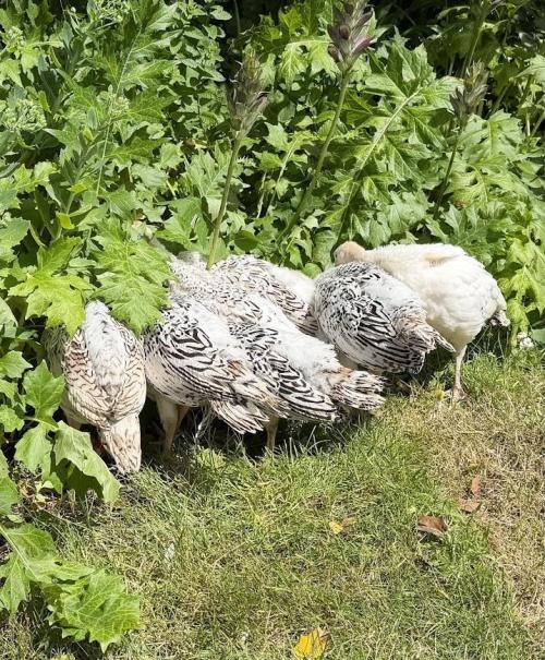 WoS - Appalachian Kush EV Outdoor 2026. Week 15 - Anonymous picture of my turkeys ;-)