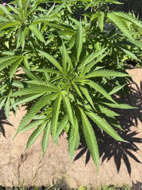 WoS - Burger Kush Early V. Outdoor 2026. Week 15