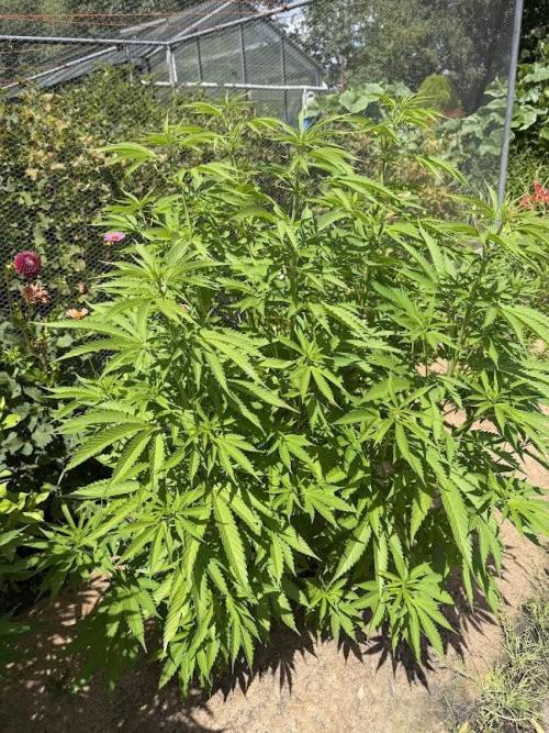 WoS - Burger Kush Early V. Outdoor 2026. Week 15