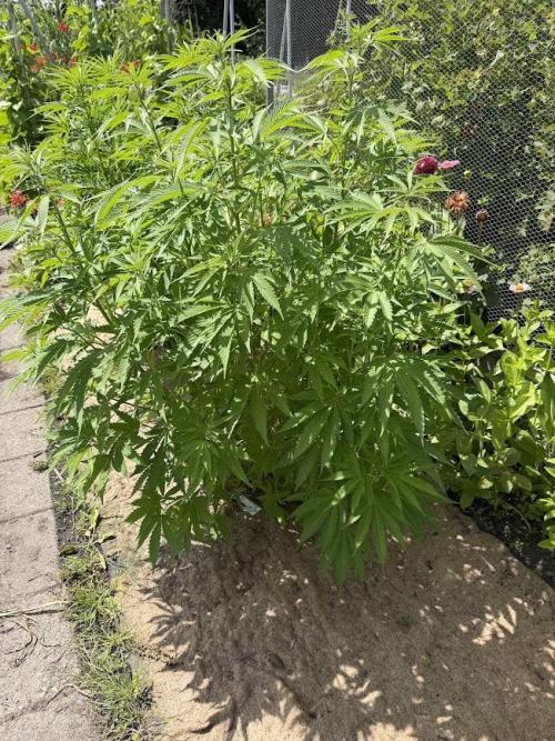 WoS - Burger Kush Early V. Outdoor 2026. Week 15