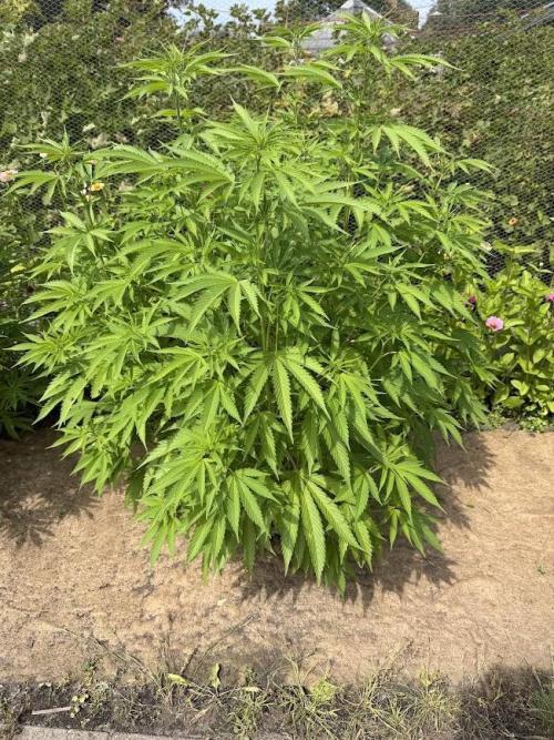 WoS - Burger Kush Early V. Outdoor 2026. Week 15