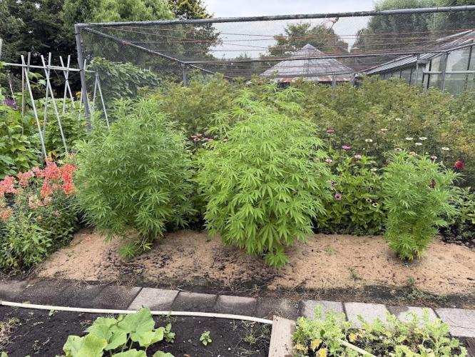 WoS - Burger Kush Early V. Outdoor 2026. Week 15