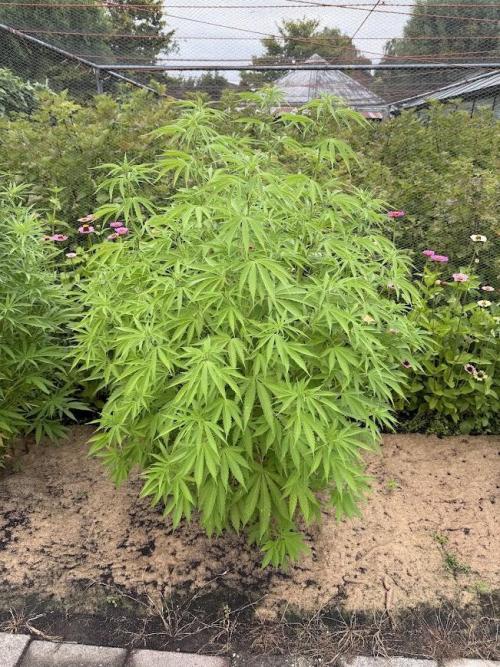 WoS - Burger Kush Early V. Outdoor 2026. Week 15