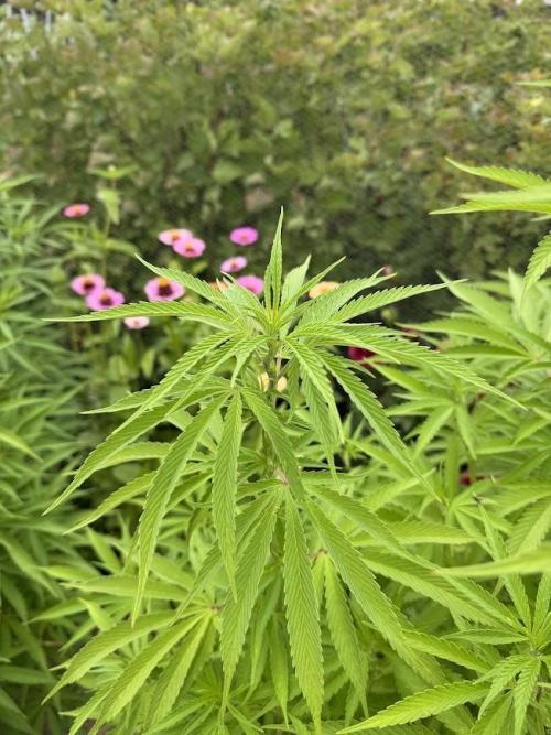 WoS - Burger Kush Early V. Outdoor 2026. Week 15