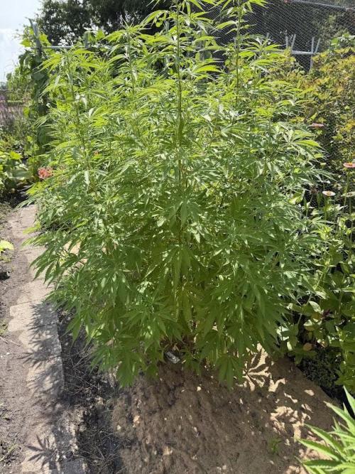 WoS - Burger Kush Early V. Outdoor 2026. Week 15