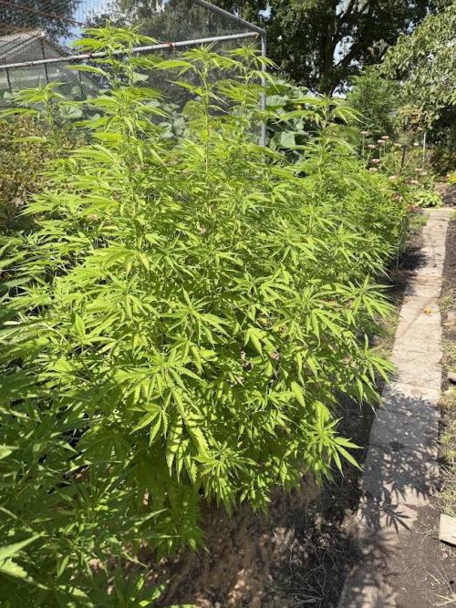 WoS - Burger Kush Early V. Outdoor 2026. Week 15