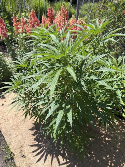 WoS - NL x Big Bud Early V. Outdoor 2026. Week 15