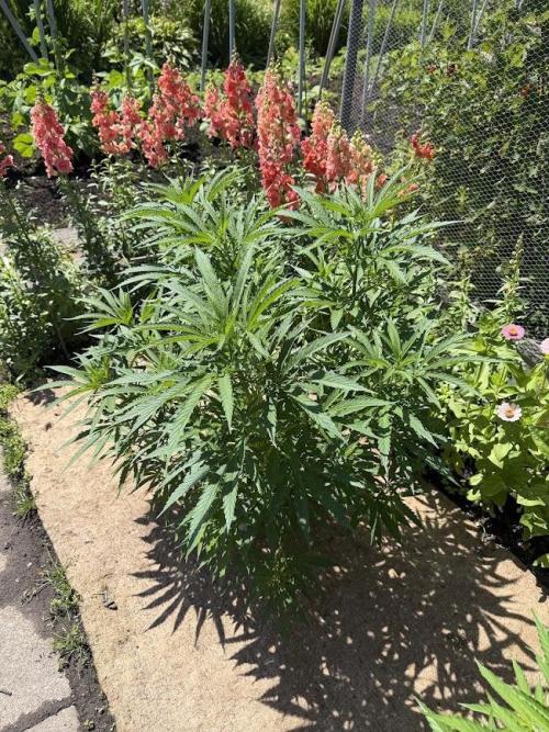 WoS - NL x Big Bud Early V. Outdoor 2026. Week 15