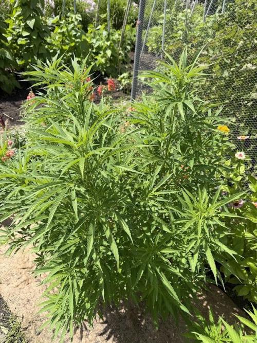 WoS - NL x Big Bud Early V. Outdoor 2026. Week 15
