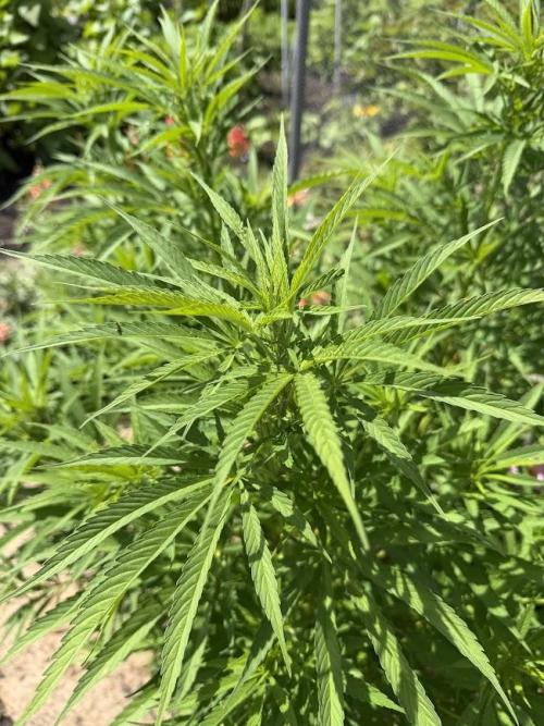 WoS - NL x Big Bud Early V. Outdoor 2026. Week 15