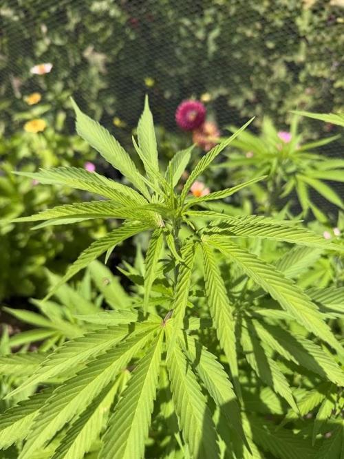 WoS - NL x Big Bud Early V. Outdoor 2026. Week 15