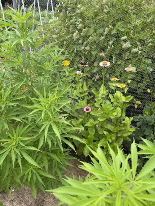 WoS - NL x Big Bud Early V. Outdoor 2026. Week 15