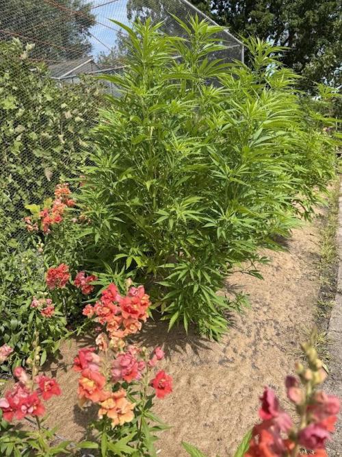 WoS - NL x Big Bud Early V. Outdoor 2026. Week 15