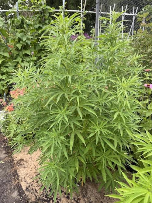 WoS - NL x Big Bud Early V. Outdoor 2026. Week 15