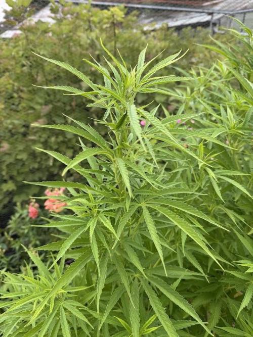 WoS - NL x Big Bud Early V. Outdoor 2026. Week 15