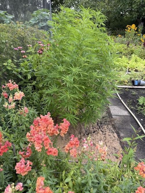 WoS - NL x Big Bud Early V. Outdoor 2026. Week 15