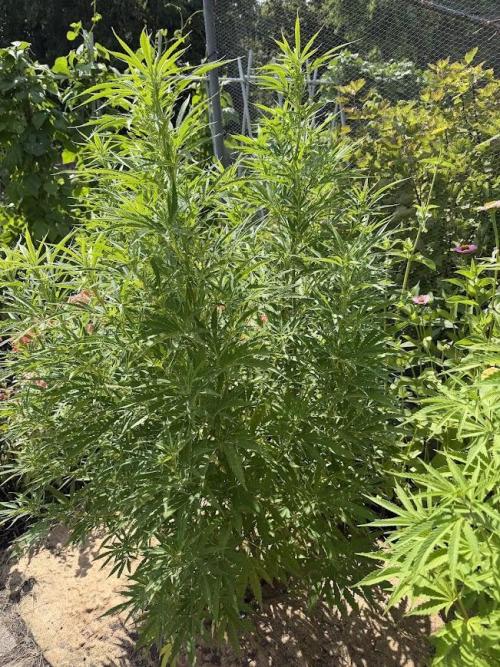 WoS - NL x Big Bud Early V. Outdoor 2026. Week 15