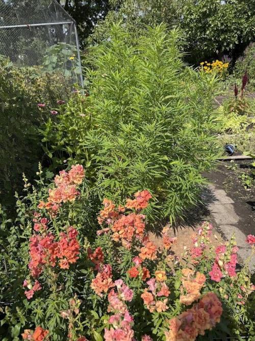 WoS - NL x Big Bud Early V. Outdoor 2026. Week 15
