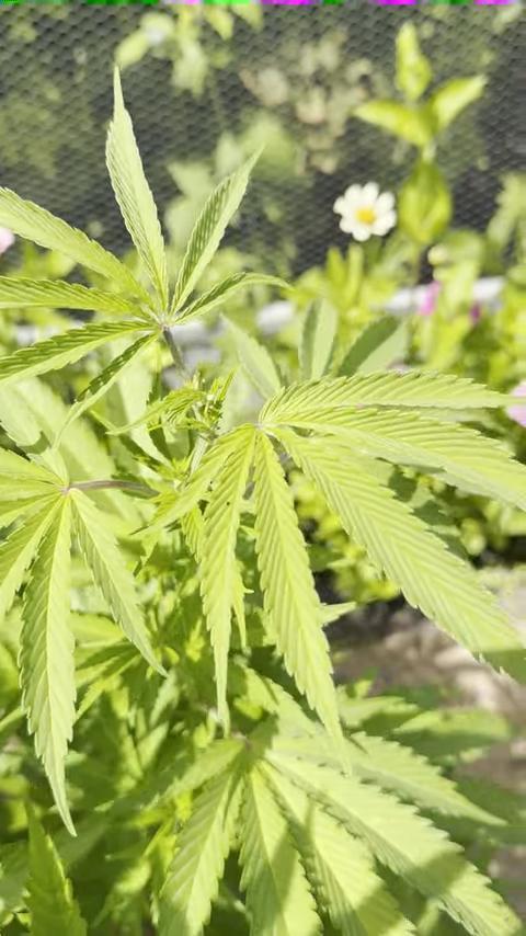 WoS - NL x Big Bud Early V. Outdoor 2026. Week 15