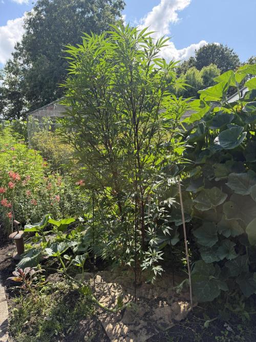 Dutch Passion - GMO Fast Outdoor 2026. Week 20