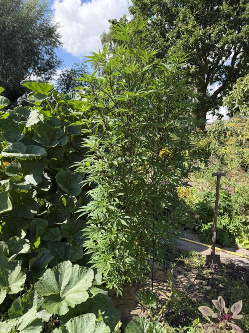 Dutch Passion - GMO Fast Outdoor 2026. Week 20