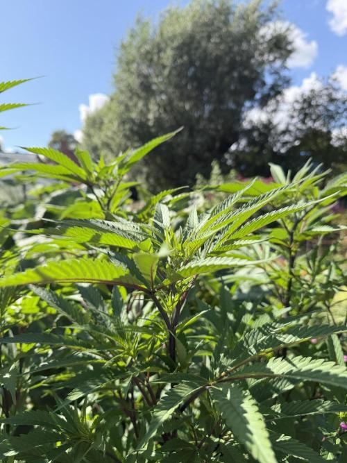 Dutch Passion - GMO Fast Outdoor 2026. Week 20