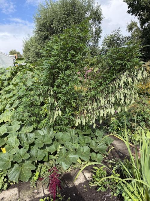 Dutch Passion - GMO Fast Outdoor 2026. Week 20