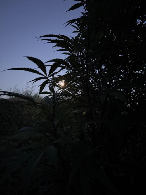 Dutch Passion - GMO Fast Outdoor 2026. Week 20