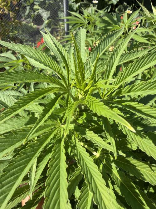 WoS - Amnesia Early Version Outdoor 2026. Week 20