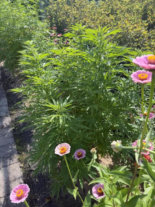 WoS - Amnesia Early Version Outdoor 2026. Week 20