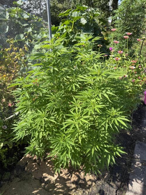 WoS - Amnesia Early Version Outdoor 2026. Week 20