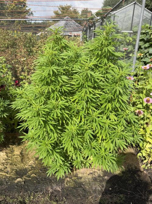 WoS - Amnesia Early Version Outdoor 2026. Week 20