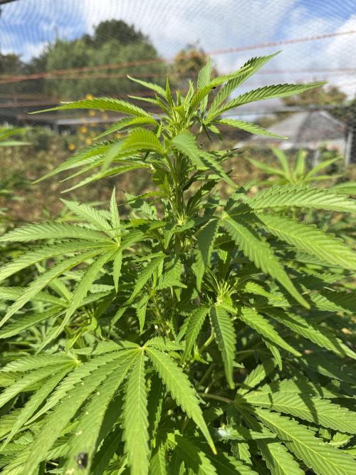 WoS - Amnesia Early Version Outdoor 2026. Week 20