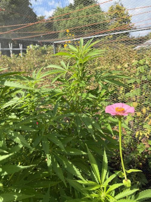 WoS - Amnesia Early Version Outdoor 2026. Week 20
