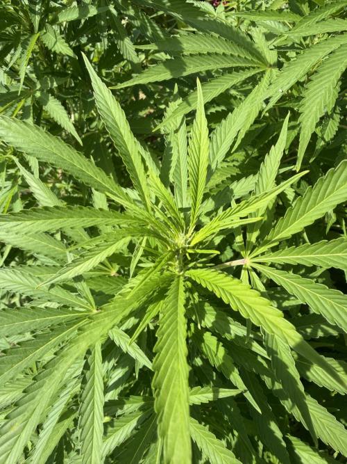 WoS - Amnesia Early Version Outdoor 2026. Week 20