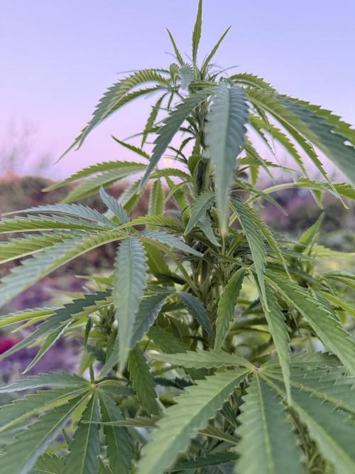 WoS - Amnesia Early Version Outdoor 2026. Week 20