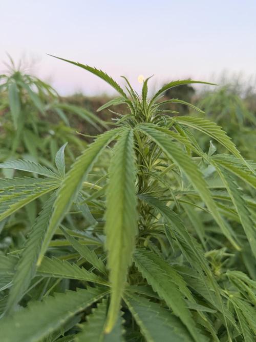 WoS - Amnesia Early Version Outdoor 2026. Week 20
